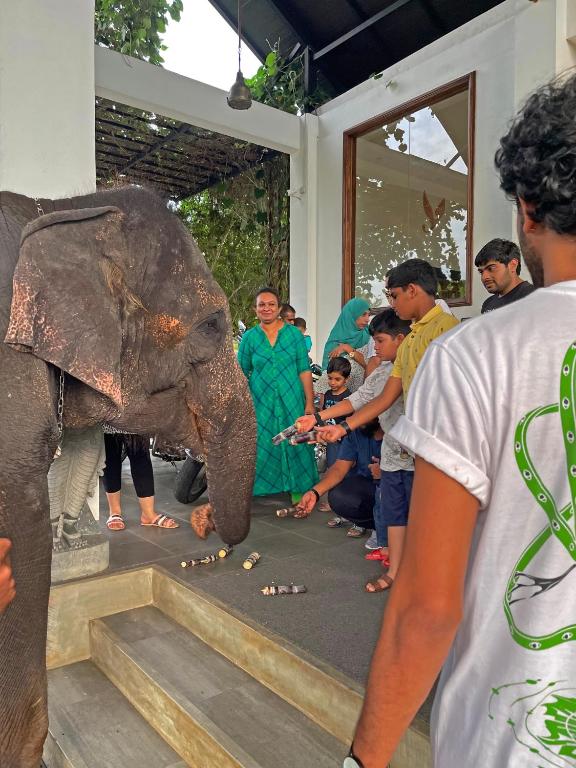 Elephant Feeding