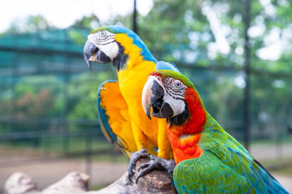 Birds
